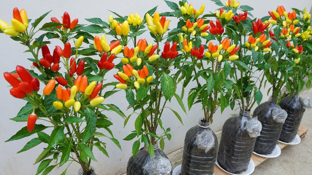 Make use of plastic bottles to grow beautiful colorful peppers without a  large garden
