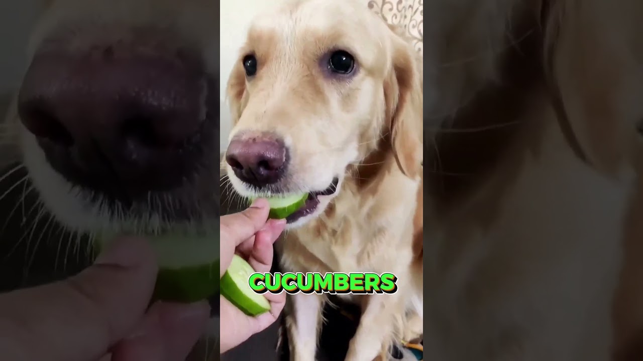 4 fruits you should feed your dog 🐶🍎 #dogsofyoutube #dogdiet