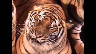 Fargo and Bismarck circus 2013