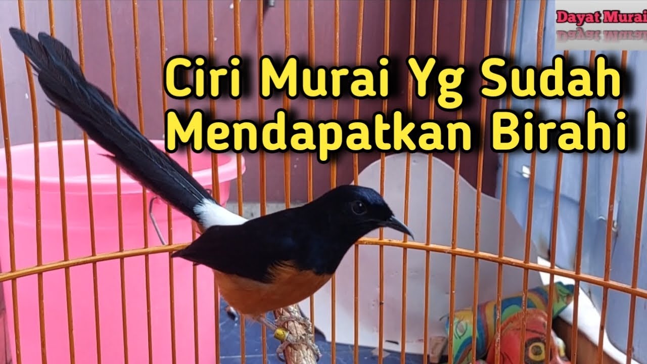 Ciri Murai Yg Sudah Mendapatkan Birahi❗️