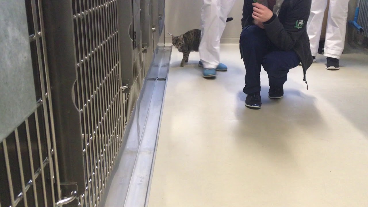 Ausgerenktes Hftgelenk bei Katzen - tierwelt.ch | TierWelt