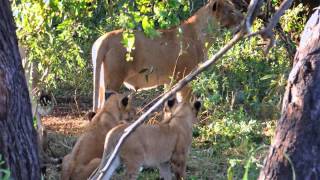 On safari with Rudi Venter Big cat Safari. On safari with Rudi Venter Big cat Safari.