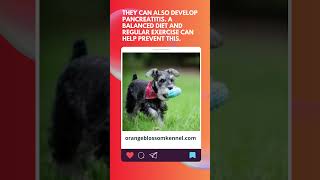 Common Health Issues in Miniature Schnauzers
