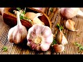 Garlic Can Kill Different Infections So Why Don&#39;t Doctors Recommend It!