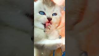 Cute kitten