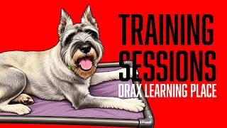 Training Sessions: Board & Train Drax Learns to Settle w/Place