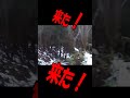 part13のショート クマに襲われる寸前!目前50センチ!😱#shorts