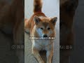 柴犬のストレス気づきにくい 理由がこれです　【#543】 #柴犬 #shibainu