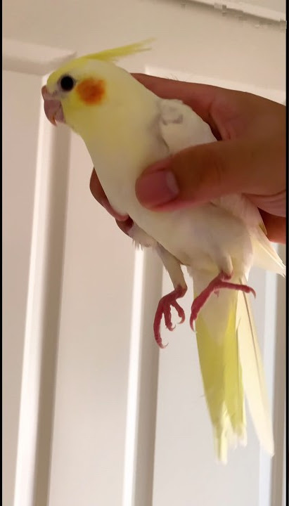 Baby Bird is Able To be Grabbed Just Like Her Mum