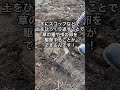 やっておくと違う!雑草対策 #shorts #雑草対策 #家庭菜園 #ガーデニング