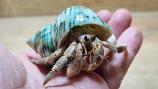 소라게를 포맥스 사육장에서 키워보자!#hermitcrab