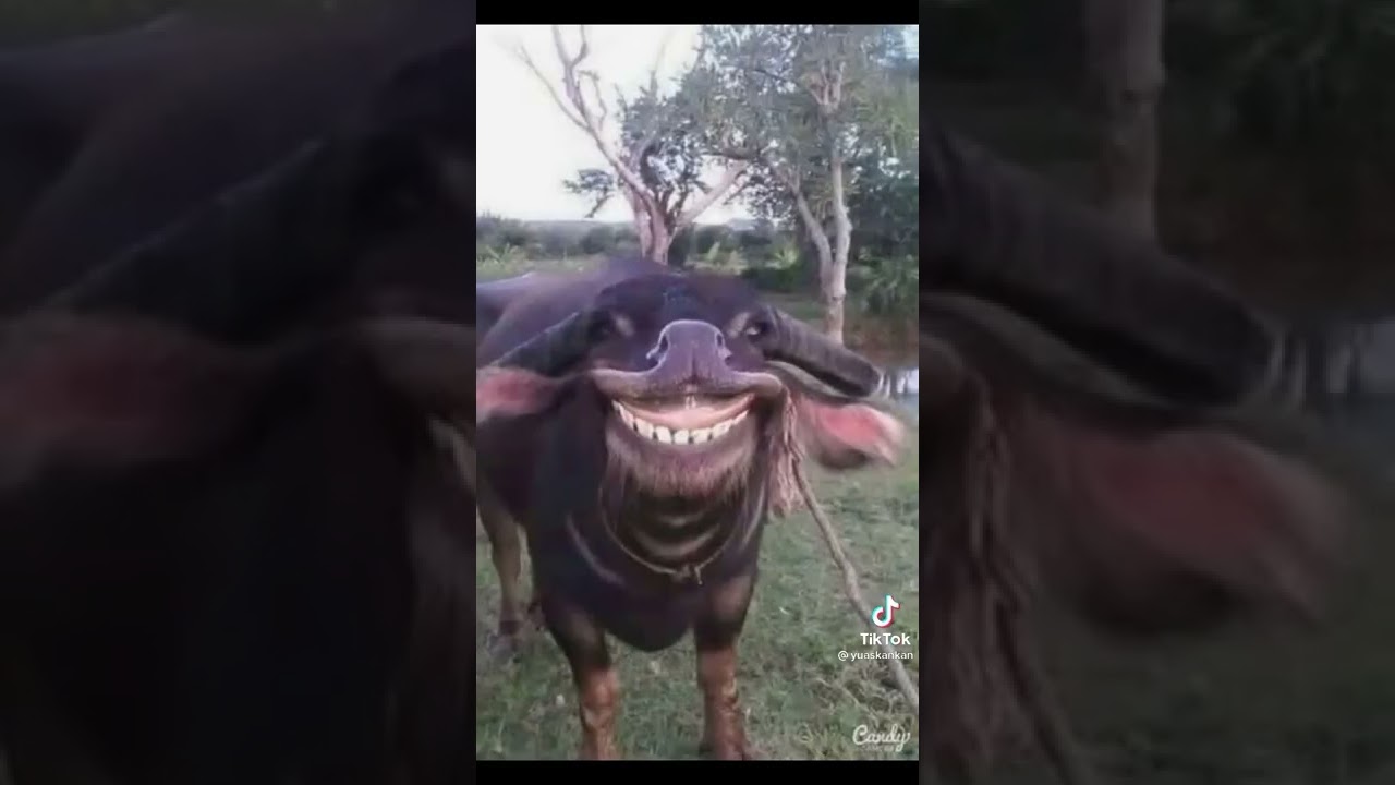 ห้ามขำนะทุกคนใครขำต้องกดไลกดติดตาม