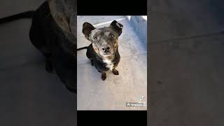 Escuchen Con Atención Al Perro Créditos