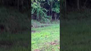 #viral #turkeytail #gobblerhunting #gobblegobble #turkeybeard