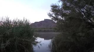 Migratory Birds At Sunset 2- Bird Sounds