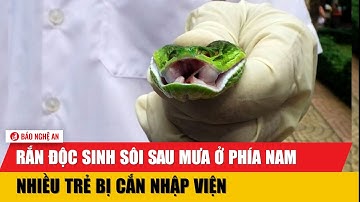 Rắn độc sinh sôi sau mưa ở phía Nam, nhiều trẻ bị cắn nhập viện