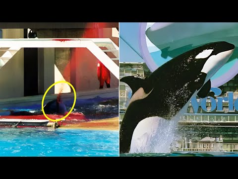 The Horrific Last Minutes of Kandu the Killer Whale - YouTube