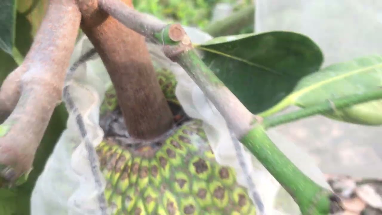 Đi thăm vườn mít nhỏ sau những ngày tết ☘️☘️☘️