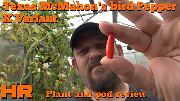 ⟹ Texas McMahon's bird pepper | Capsicum annuum | Pod Review