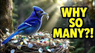 Why Steller’s Jays Hoard Thousands of Shiny Objects for Their Nests | Bird Intelligence Explained