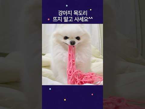 강아지 <strong>목도리</strong> 뜨지말고 사세요^^