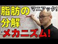 脂肪の分解のメカニズム!を大紹介します!!!