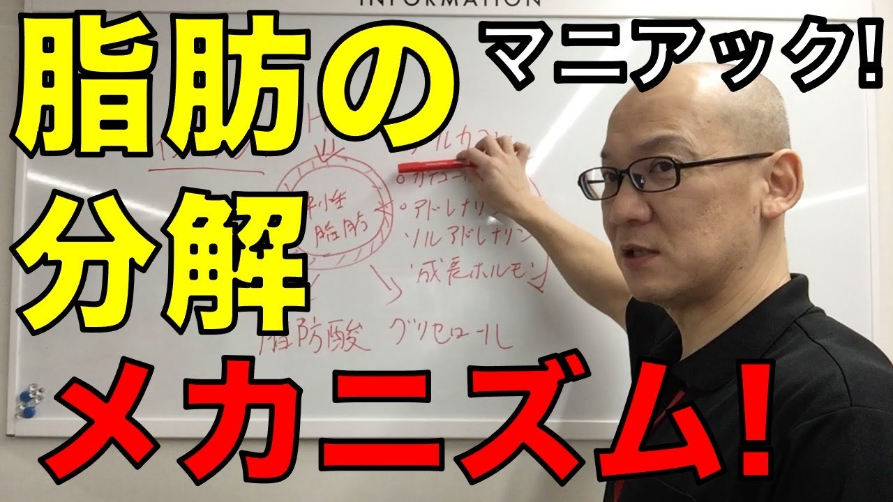 脂肪の分解のメカニズム!を大紹介します!!!