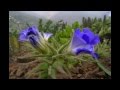 Atacama Desert in Bloom