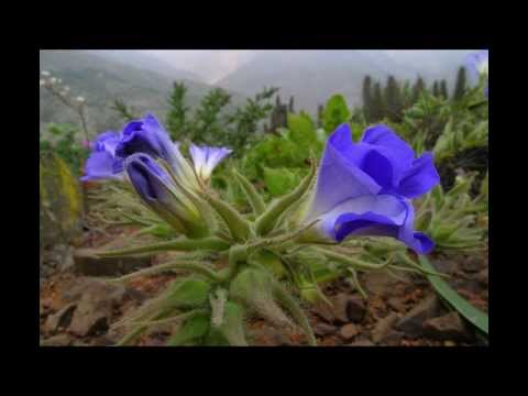 Video: Atacama Kõrb