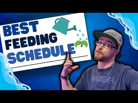 HOW TO FEED and WATER YOUR PLANTS - Best Schedule