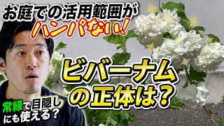 【常緑で花も楽しめる？】おすすめのビバーナム5選