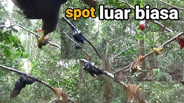 mikat burung di hutan sumatra memang tak ada duanya[][]segala macam burung lengket