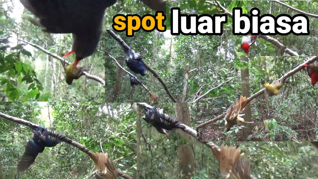 mikat burung di hutan sumatra memang tak ada duanya[][]segala macam burung lengket