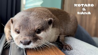 台風にプンプン文句言ってるカワウソが次の日晴れて大はしゃぎ　Otters Have a Blast Outside in the Pool After a Typhoon Day