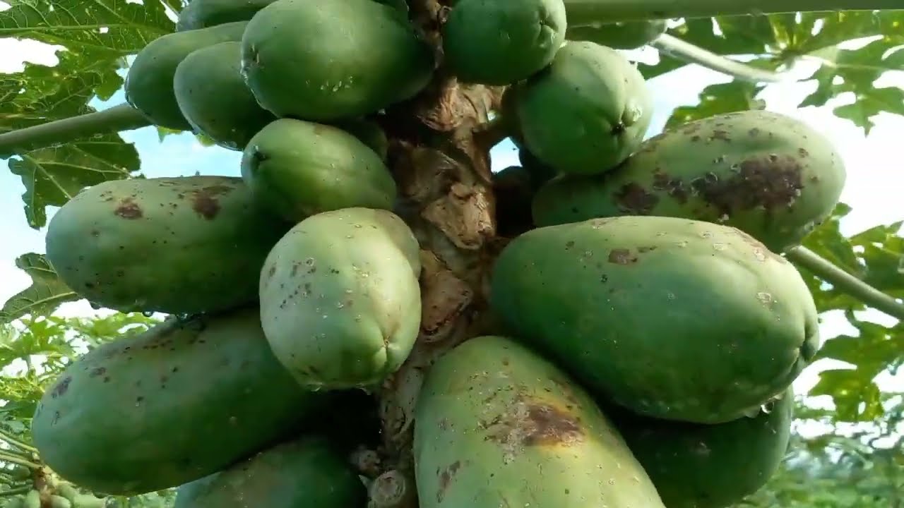 CARA MENCEGAH PENYAKIT ANTRAKNOSA PADA PEPAYA(@kangdulpetanimultitalent)