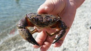 видео Какое море в Болгарии?