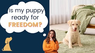 Puppy Training  When To Give More Freedom