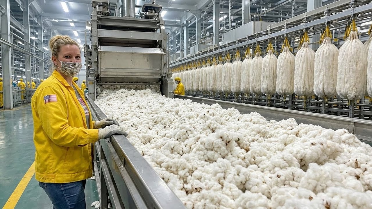 Inside the Massive Cotton Factory: From Field to Fabric (Full Process ...
