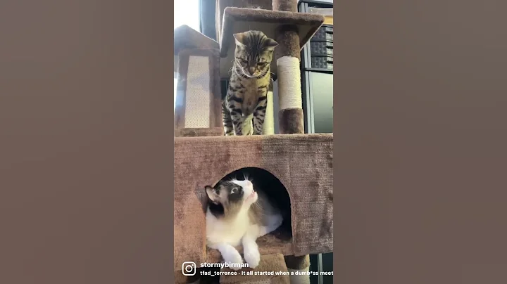 Video 977771: bengal cat siamese, siamese cats catlover, birman bengal cat, siamese cat love, siamese cat blue, cat healthy