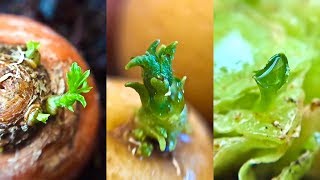 14 Store Bought Vegetables \& Herbs You Can Regrow
