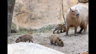 Capybara Babies at Gladys Porter Zoo