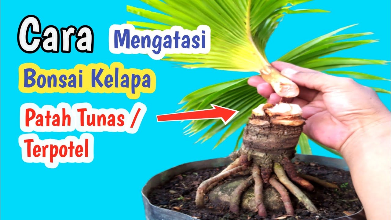 CARA MENGATASI BONSAI KELAPA PATAH TUNAS YouTube
