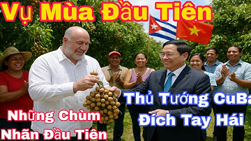 Chấn động Cuba! Thủ tướng đích thân hái quả nhãn đầu tiên sau hàng chục năm chờ đợi"