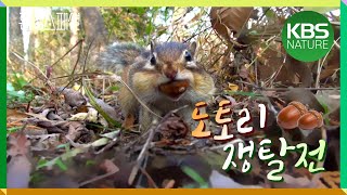 얼지마 굶지마! 산골짝에 다람쥐 | 환경스페셜 “도토리 쟁탈전” (2012년 11월 28일 방송)