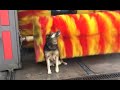 Dog Loves The Car Wash