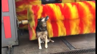 Dog Loves The Car Wash