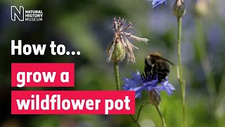 How to grow a wildflower pot for pollinators | Natural History Museum (Audio Described)