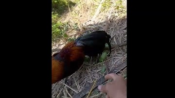 rov qab log saib tug lau qaib no dua nawb