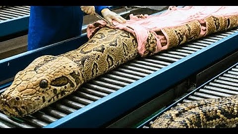 Inside Modern Snake-Leather Factory: From Snake Skin to Luxury Jacket and Bags (Full Process)