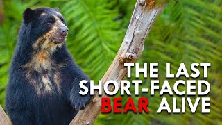 Spectacled Bears: The Apex Predator of The Andes